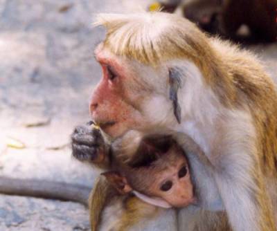 Affe mit Kind aus Sri Lanka