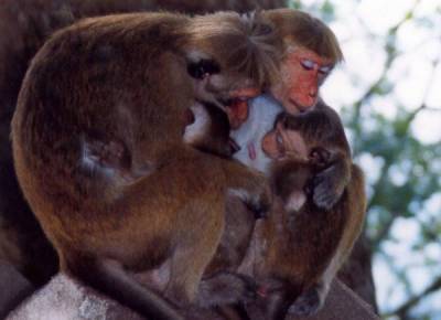 Affenfamilie aus Sri Lanka