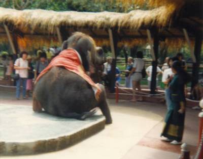 Elefant in Thailand