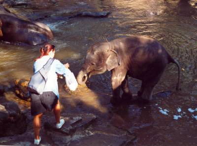 Elefantenbaby in Thailand