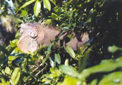 Leguan in Costa Rica