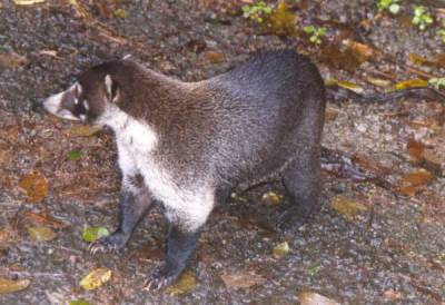 Nasenbaer in Costa Rica