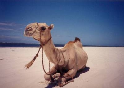 Kamel am Diani Beach in Kenia