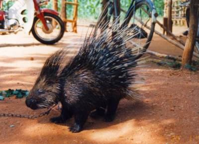 Stachelschwein in Sri Lanka