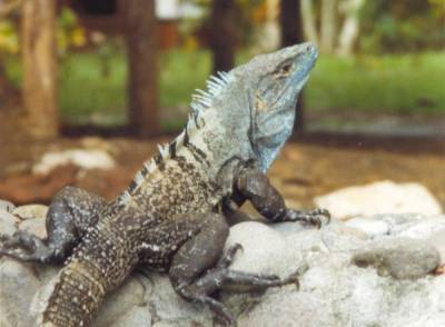 Echse am Strand von Costa Rica