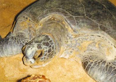 Wasserschildkroete in Sri Lanka