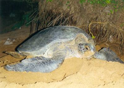 Eierlegende Wasserschildkroete in Sri Lanka