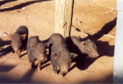 Hausschweinchen des Meo Bergstamms in Thailand